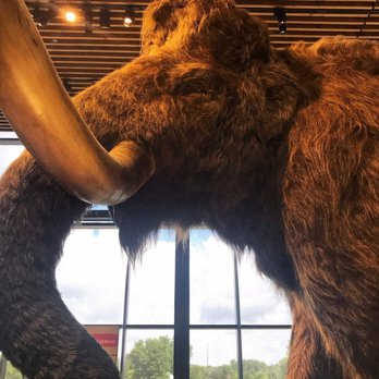 Bell Museum - Mammoth up close - Museums Near Me - Saint Paul, Minnesota