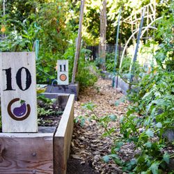 Collective Roots Community Garden of East Palo Alto
