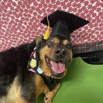Paw Commons Pet Resort - Gilbert - Sheba graduates from 3 week training camp ! - Pet Sitting Near Me - Gilbert, Arizona Paw Commons Pet Resort - Gilbert - Sheba graduates from 3 week training camp ! - Pet Sitting Near Me - Gilbert, Arizona