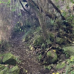 Ohana Trail MTB