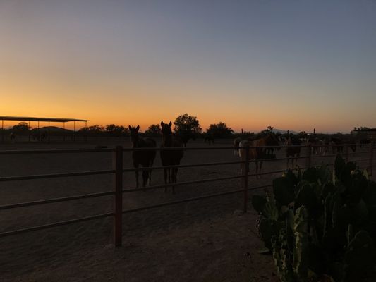 White Stallion Ranch by null