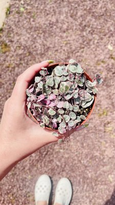 Seed Cafe and Espresso Bar by null