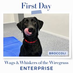 Wags and Whiskers of the Wireg