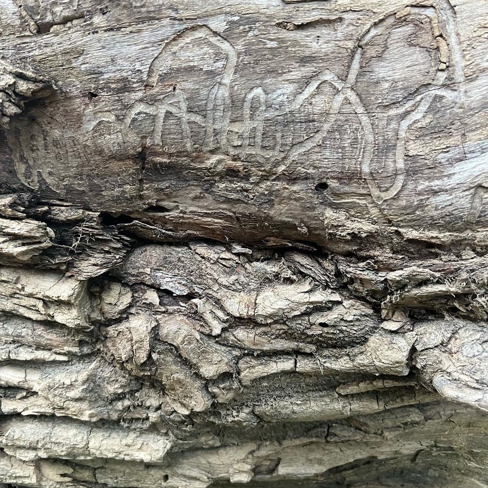Broad Run Park - Tree on path behind playground - Landmarks & Historical Buildings Near Me - Louisville, Kentucky
