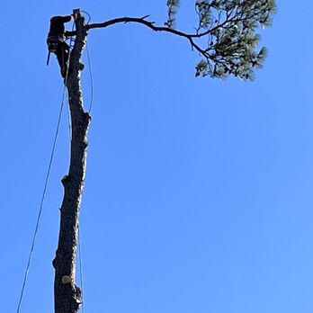 The Professional Tree Service - Tree Services Near Me The Professional Tree Service - Tree Services Near Me
