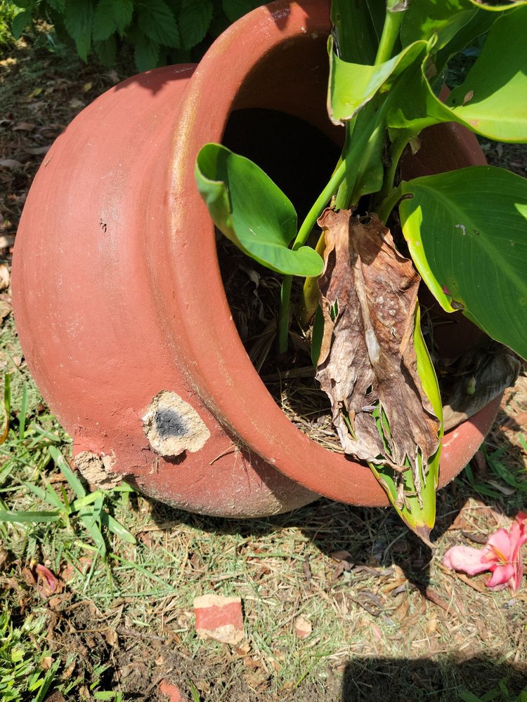 BRAVO LAWN CARE Updated September 2024 Lutz, Florida Landscaping