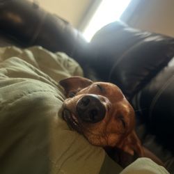 PetMe Saginaw - Seek up! Dog.