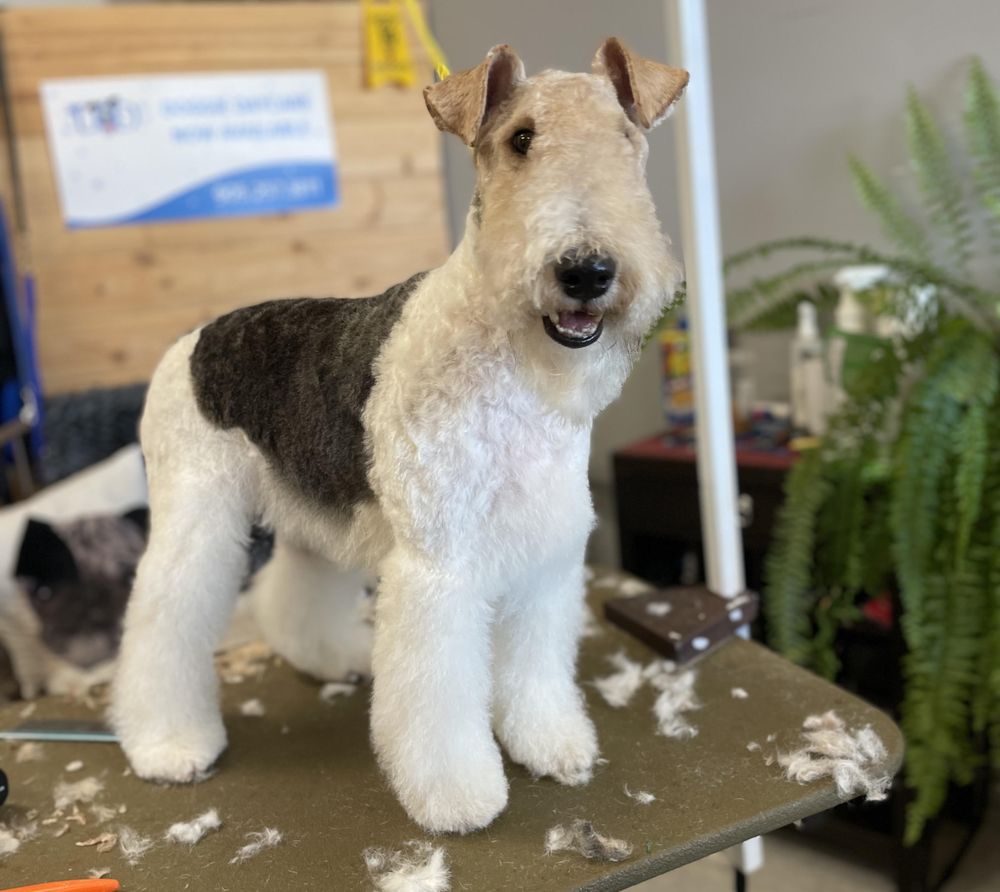 DOGGIE DETAILING Updated August 2024 380 Dundas Street E, Oakville