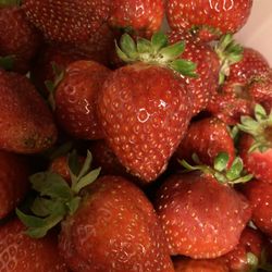 Berry Blossom Farms - Fresh U-Pick strawberries from Berry Blossom Farm