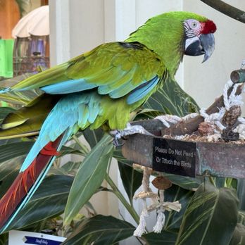 SpaWell Maui at Hyatt Regency Maui Resort - Birds on the property - Hotels Near Me - Lahaina, Hawaii