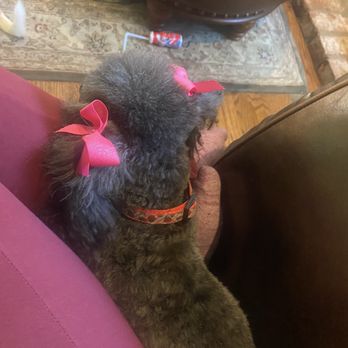 Ladies Pet Grooming - Pet Groomers Near Me - Glendora, California