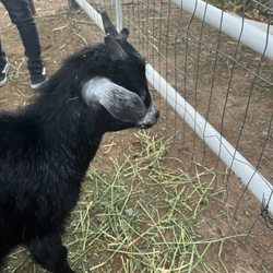 Christmas at Schnepf Farms