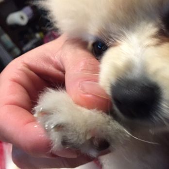 Dazzling Pup - Couple days after his cut, job not well done. Slacked off. - Pet Groomers Near Me - San Gabriel, California