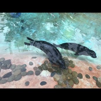 Bahia Resort Hotel - Seals - San Diego, CA