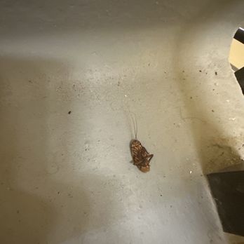 Prime Storage - Same dead cockroach in stairwell for weeks, merely a tiny example of how the rest of the property is kept - Self Storage Near Me - Wellington, Florida Prime Storage - Same dead cockroach in stairwell for weeks, merely a tiny example of how the rest of the property is kept - Self Storage Near Me - Wellington, Florida