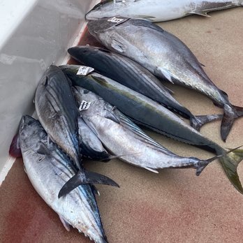 H & M Landing - Bluefin Tuna, Yellowtail, Bonita - Boating Near Me - San Diego, California H & M Landing - Bluefin Tuna, Yellowtail, Bonita - Boating Near Me - San Diego, California