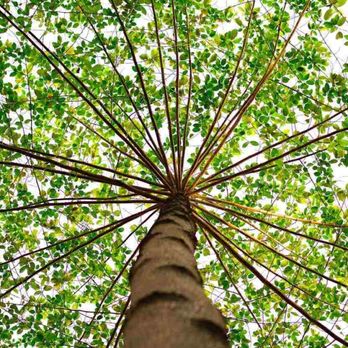 Mansaw - Tree Services Near Me
