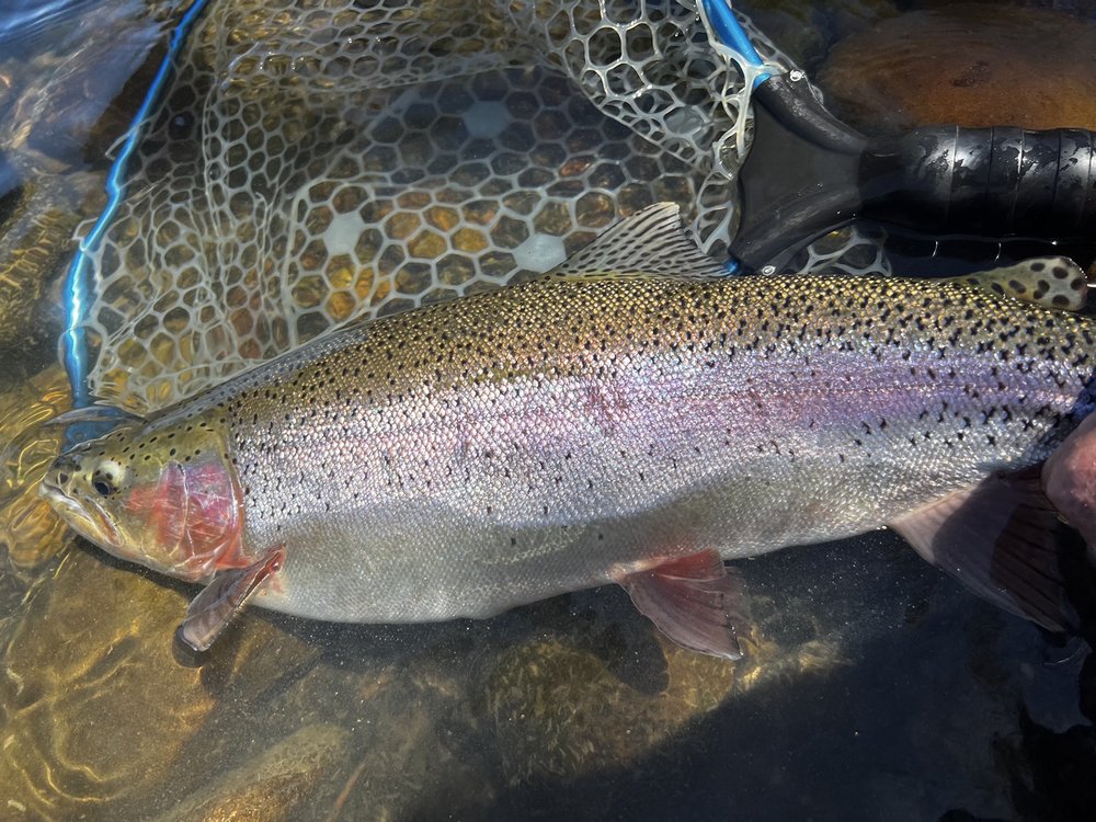 Reel Adventures Guide Service Logo