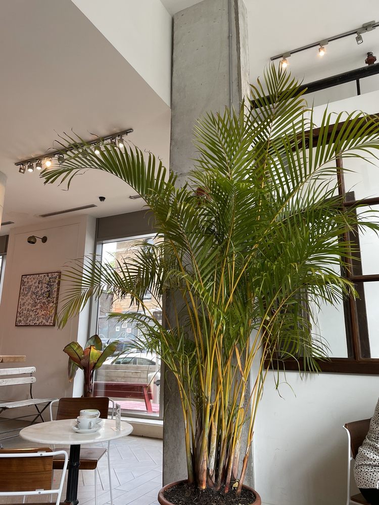 Dark Horse Espresso Bar Image