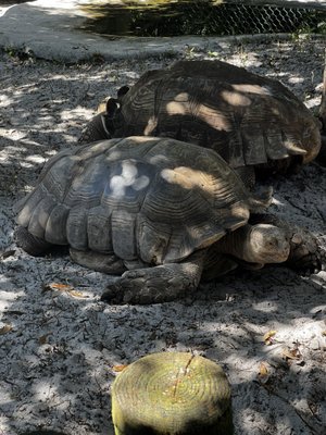 Gulfarium Marine Adventure Park by null