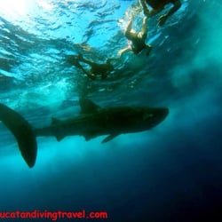 Yucatan Diving & Travel - Whale shark encounter