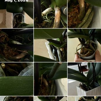 Noble Garden - Rotten - Florists Near Me - Redondo Beach, California Noble Garden - Rotten - Florists Near Me - Redondo Beach, California