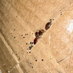 Northwest Bedbug - Bedbugs on cardboard near a bed