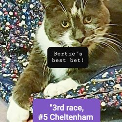 Heath Veterinary Group - I'm told I'm the Cat's Pyjamas even though I don't wear them!