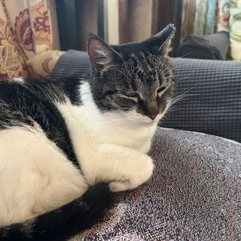 Fatma's Cozy Corner - The cafe cat is a charmer - Bakeries Near Me - New Orleans, Louisiana Fatma's Cozy Corner - The cafe cat is a charmer - Bakeries Near Me - New Orleans, Louisiana
