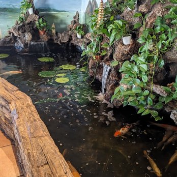 Quan Vy Da - Peaceful koi pond - Vietnamese Near Me - Westminster, California Quan Vy Da - Peaceful koi pond - Vietnamese Near Me - Westminster, California