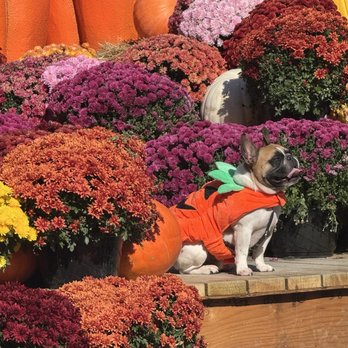 Maan Farms - Cutie pie pumpkin - Farmers Market Near Me - Abbotsford, British Columbia