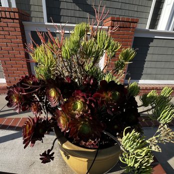 Naples Canals - Cool plants - Local Flavor Near Me