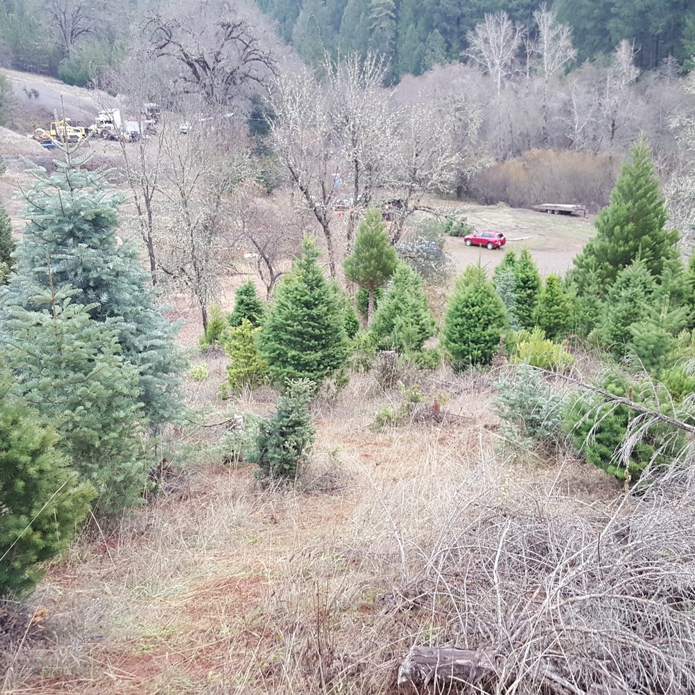 Hidden Canyon Christmas Tree Farm - Christmas Trees Near Me - Placerville, California