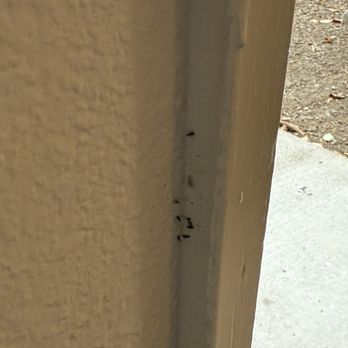 La Vina - Ants on the back door - Apartments Near Me - Livermore, California