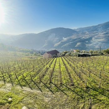Aneto Wines - Wineries Near Me - Lamego, 17