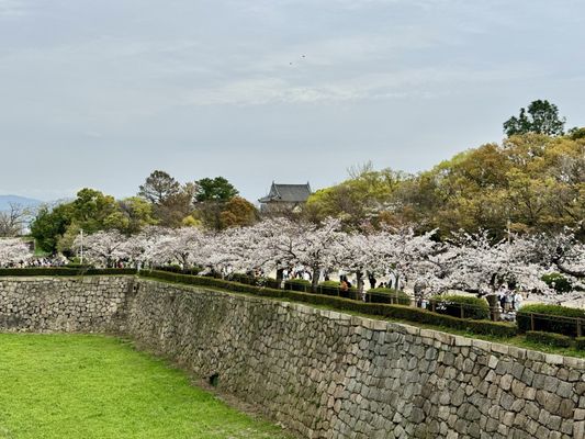 Osaka Castle Park by null