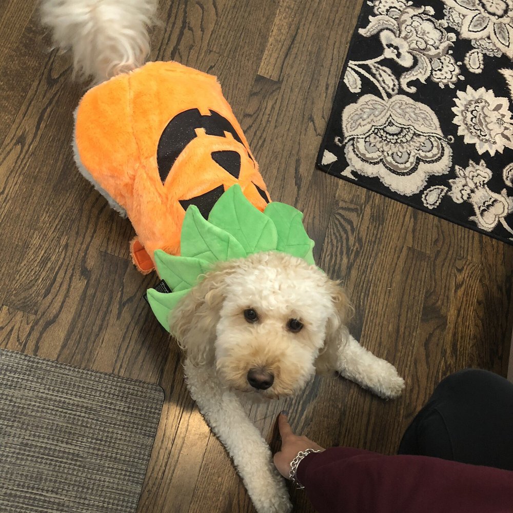 Groomed and ready for Halloween!