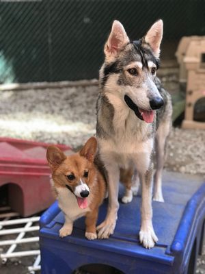 D is for Doggy - Daycare & Grooming by null