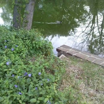 Lakeside Park - Ducky swimming. - Parks Near Me - Dallas, Texas Lakeside Park - Ducky swimming. - Parks Near Me - Dallas, Texas