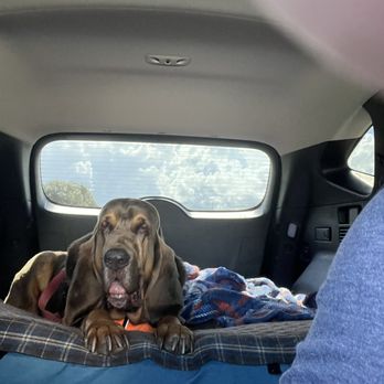 MKP Transportation Services - Some of the amazing fur babies I have transported. - Vehicle Shipping Near Me MKP Transportation Services - Some of the amazing fur babies I have transported. - Vehicle Shipping Near Me