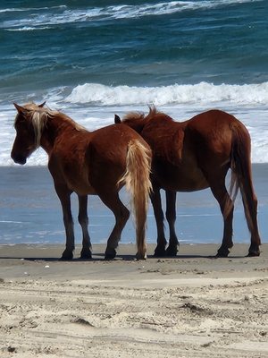 Corolla Wild Horse Tours by null