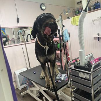 The Paw Spaw - My dog got back onto the table... - Pet Groomers Near Me The Paw Spaw - My dog got back onto the table... - Pet Groomers Near Me