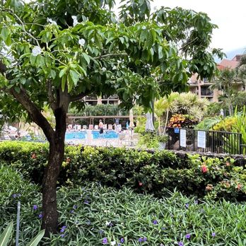 Kamaole Sands - Vacation Rentals Near Me - Kihei, Hawaii Kamaole Sands - Vacation Rentals Near Me - Kihei, Hawaii