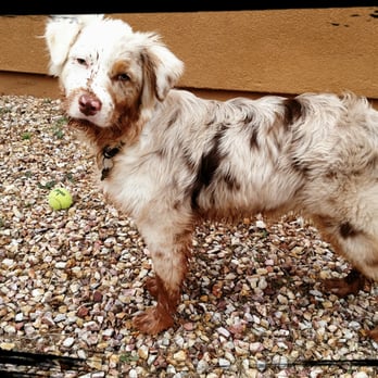 VCA Apache Animal Hospital - Veterinarians Near Me - Sierra Vista, Arizona VCA Apache Animal Hospital - Veterinarians Near Me - Sierra Vista, Arizona