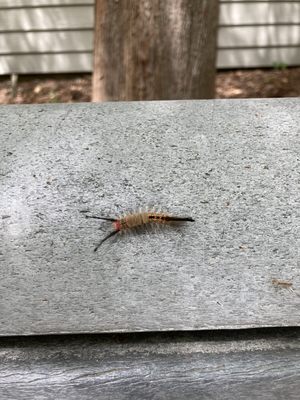 Caw Caw Interpretive Center by null