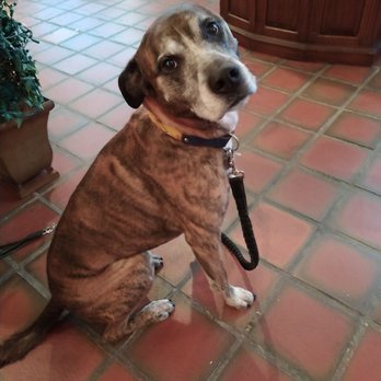 The Refindery on McCallie - They have the BEST shop greeter! - Antiques Near Me - Chattanooga, Tennessee