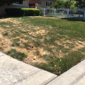 Alta Landscape - Here is an after photo of Steve's sod work. This lawn is approximately 3 months old. - Landscaping Near Me - Union City, California