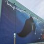 Surf Style 207: Surf, Swimwear, Sporting Goods in Gulf Shores