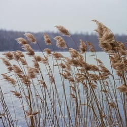 Bleibtreusee