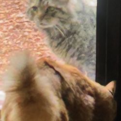 Humane Society For Greater Nashua - Fluffy coming for his daily visit with my cat